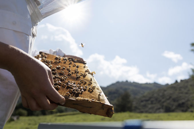 Photographie magnifique d'un apiculteur de Nouvelle-Zélande qui obeserve son cadre de Miel de Manuka remplit d'abeilles et de Miels dans les alvéoles. L'apiculteur se trouve dans la nature néo-zélandaise.