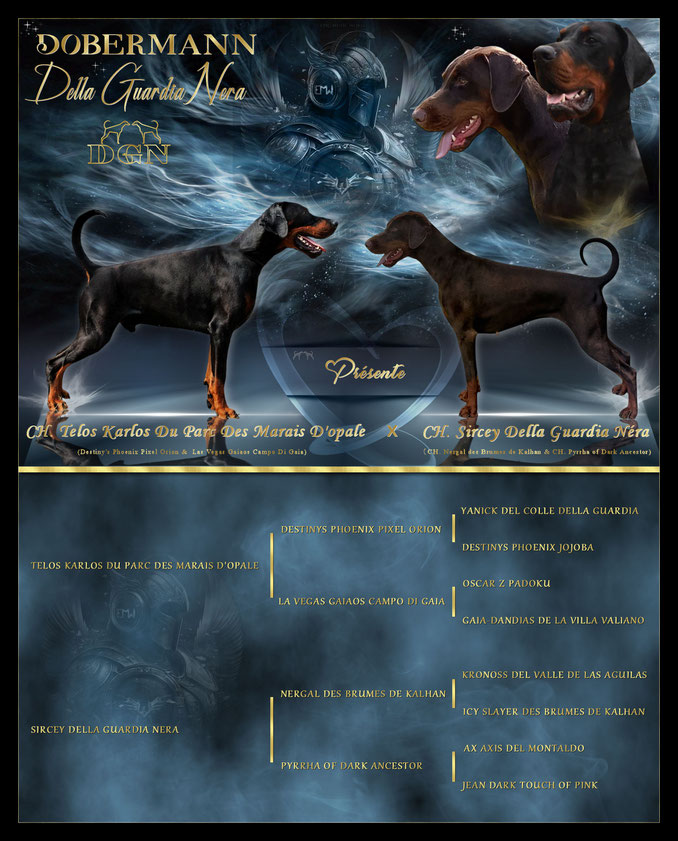 INT.CH. TELOS KARLOS DES MARAIS D'OPALE & CH. SIRCEY DELLA GUARDIA NERA
