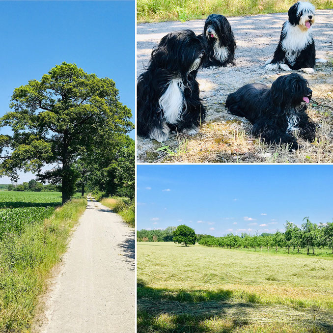 Tibet Terrier bei einer Rast im Schatten an einem warmen Sommertag im Münsterland.