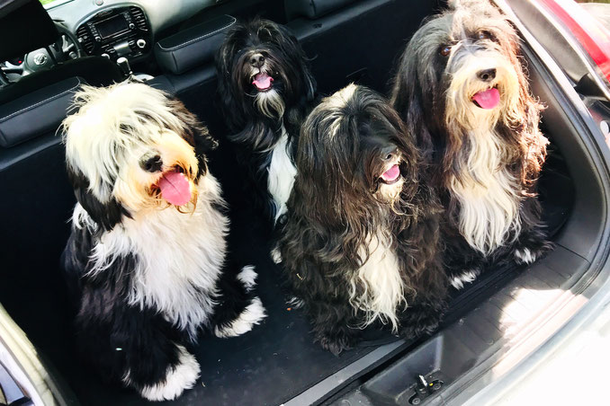 Tibet Terrier im Auto vor der Abfahrt zu einem Spaziergang im Sommer im Münsterland.
