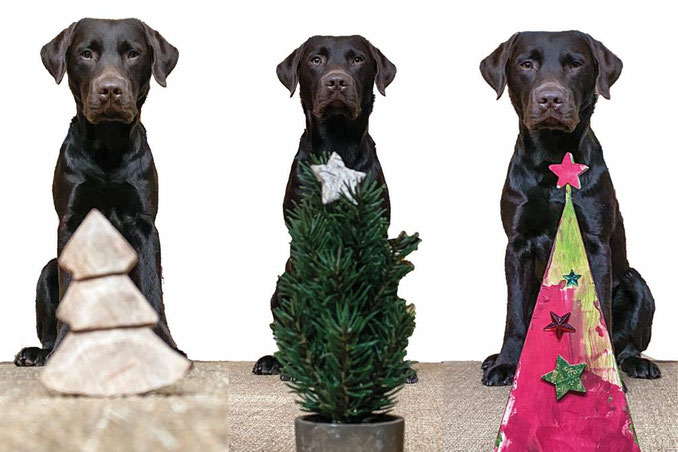(Hier ist Basko aus dem B-Wurf unser Fotomodell-er wurde laut seiner Familie Stück für Stück an den Weihnachtsbaum gewöhnt)