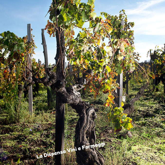 Le vigne ad alberello di oltre un secolo di età.