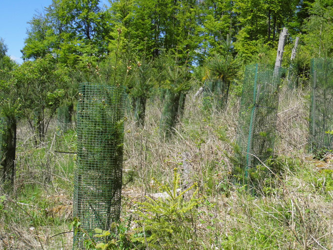 Neu gepflanzte Douglasien im Natura 2000-Lebensraum „Orchideen-Buchenwald“ - Aufnahme aus 2019 (Foto: N. Panek).