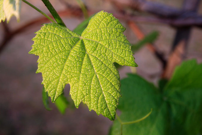 Vite. Itinerari di Vino. Foto Etesiaca