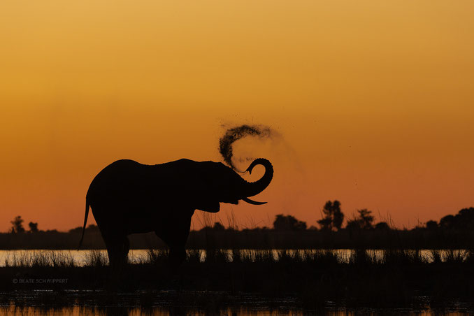 Beate Schwippert, Wildlife Photography, Wildlife, Namibia, Zambezi, Caprivi, Natur, Naturlover, WeLoveAfrica, Africa, Afrika, Sambesi, Chobe, Tiere, Tierfotografie, Naturfotografie, Naturfotografie,  Elefant, Elephant, Sunset, Sonnenuntergang