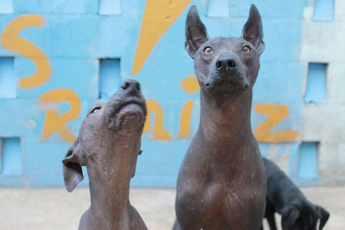 Fotografia tomada a Vovid, xoloitzcuintle macho variedad sin pelo color negro | Xolos Ramirez