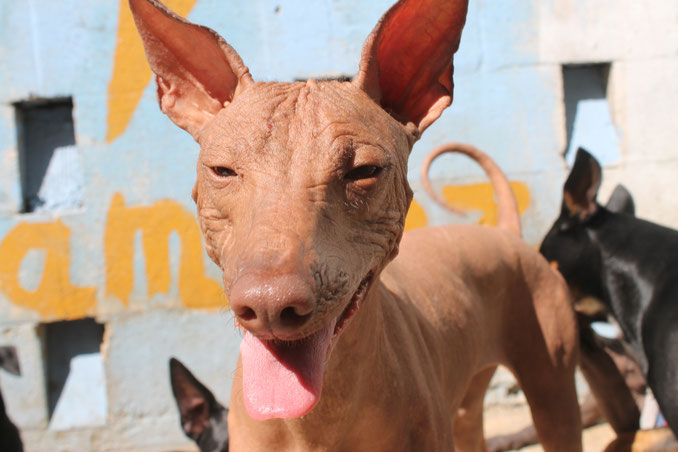 Fotografia tomada a Venecia, Xoloitzcuintle hembra variedad sin pelo xolor bermejo | Xolos Ramirez