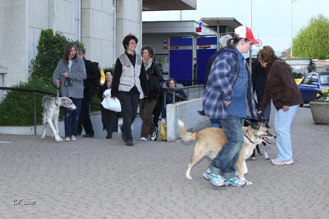 SKN-Kurs Herzogenbuchsee, Langenthal, Oensingen, Koppigen, Wiedlisbach, Niederbipp, Gerlafingen, Aarwangen biete die Hundeschule Matte an. SKN-Kurs mit der Hundeschule Matte