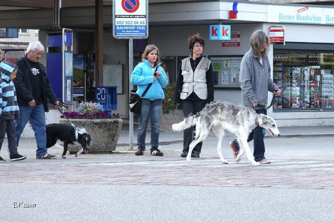 SKN-Kurse Herzogenbuchsee, Langenthal, Oensingen, Koppigen, Wiedlisbach, Niederbipp, Gerlafingen, Aarwangen biete die Hundeschule Matte an. SKN-Praxiskurs mit der Hundeschule Matte