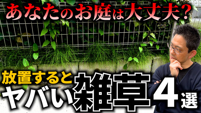 【危険】絶対に放置してはダメな雑草について解説します