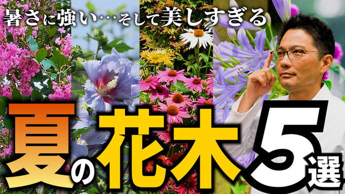 【厳選】プロが推める夏にオススメの花木５選