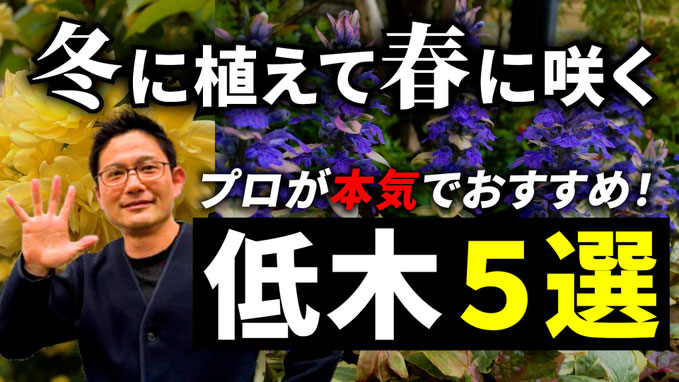 【プロ御用達】迷ったらこれ!春に咲くオススメ低木5選!