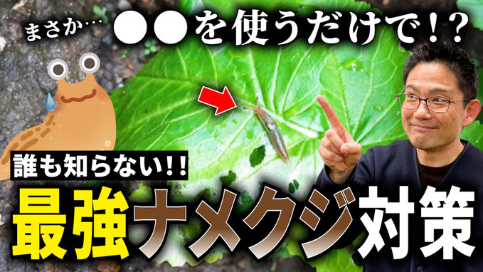 【衝撃】誰も知らない最強のナメクジ対策
