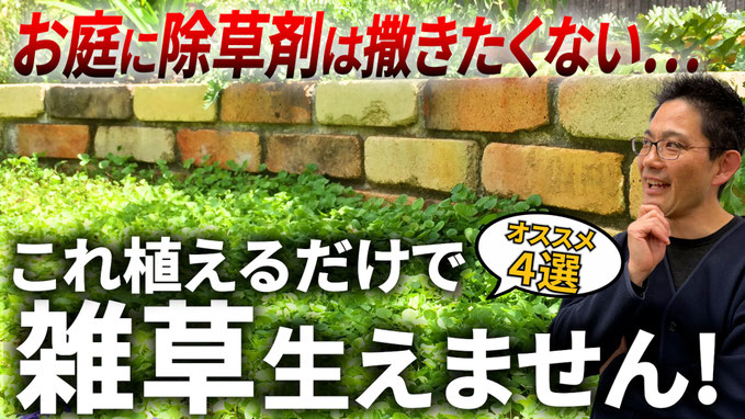 【最新版】グランドカバーで雑草対策オススメ4選!!意外な落とし穴が…