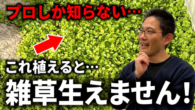 【有料級】お庭の雑草に困ったら見て欲しい
