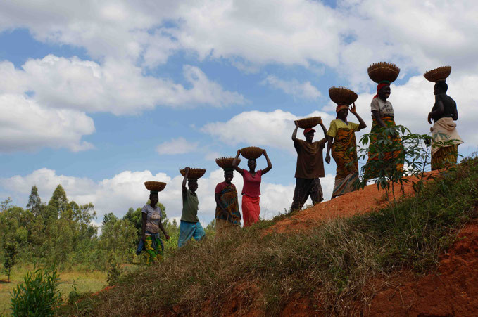 Kaffeeprojekt Burundi Weltladen Mitterfeldens Webseite