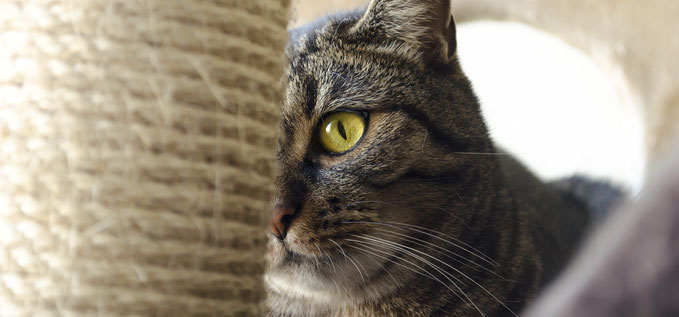 Katze guckt Kratzsäule an