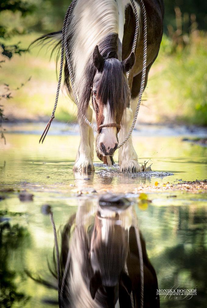 Tinker im Wasser als Spiegelbild, Pferdefotografie, Monika Bogner Photography, Fotoshooting mit Pferd