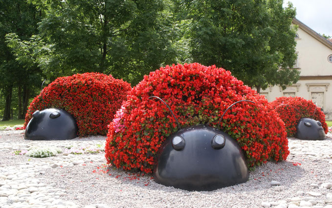 Gėlių skulptūra "Trys boružės" Ventspilyje / Foto: Artis Gustovskis