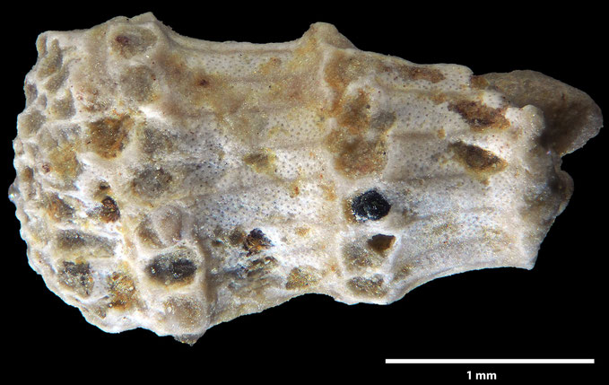 Senckenberg, Bryozoa, Bryozoen, Moostierchen, Sammlung Voigt