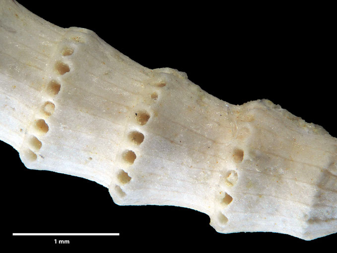 Senckenberg, Bryozoa, Bryozoen, Moostierchen, Sammlung Voigt