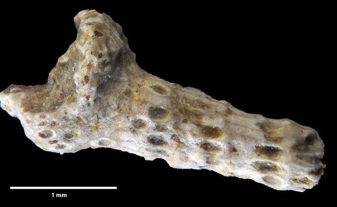 Senckenberg, Bryozoa, Bryozoen, Moostierchen, Sammlung Voigt