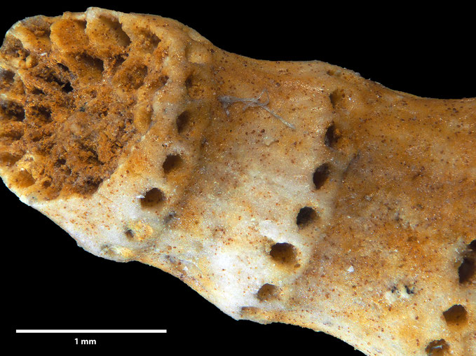 Senckenberg, Bryozoa, Bryozoen, Moostierchen, Sammlung Voigt