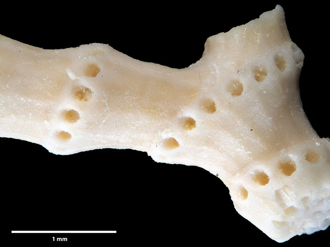 Senckenberg, Bryozoa, Bryozoen, Moostierchen, Sammlung Voigt