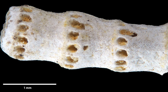 Senckenberg, Bryozoa, Bryozoen, Moostierchen, Sammlung Voigt