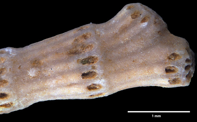 Senckenberg, Bryozoa, Bryozoen, Moostierchen, Sammlung Voigt