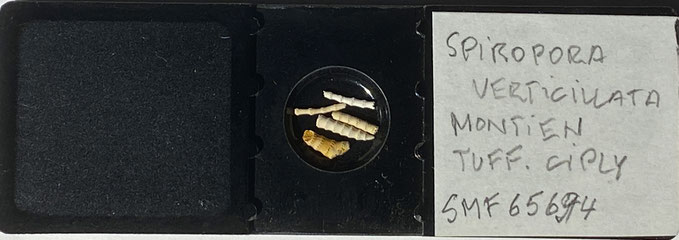 Senckenberg, Bryozoa, Bryozoen, Moostierchen, Sammlung Voigt