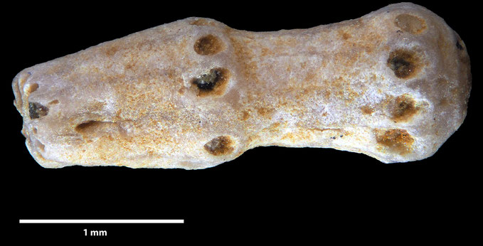 Senckenberg, Bryozoa, Bryozoen, Moostierchen, Sammlung Voigt