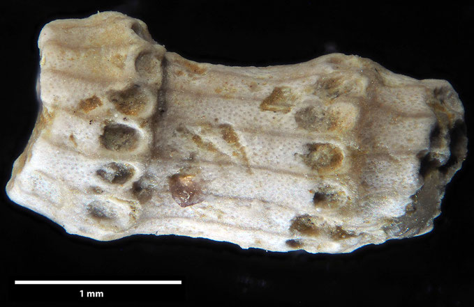 Senckenberg, Bryozoa, Bryozoen, Moostierchen, Sammlung Voigt