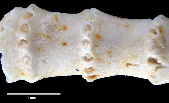 Senckenberg, Bryozoa, Bryozoen, Moostierchen, Sammlung Voigt