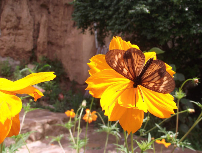 Butterfly El Jardin campsite and accomodation, Samaipata, Bolivia