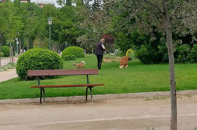 Mascotas en Viveros de València en donde  la mayoría de las heces no se recogen. 