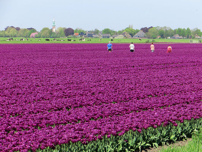 Wunderschön, die Tulpenfelder rund um Amsterdam.