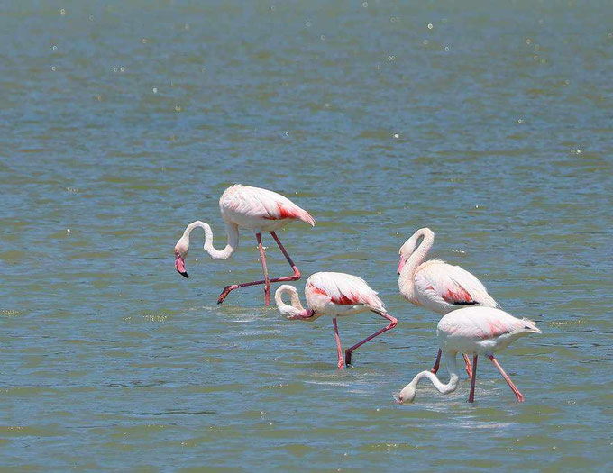 Flamingo's voelen zich hier thuis. Foto: Karin Woelders.
