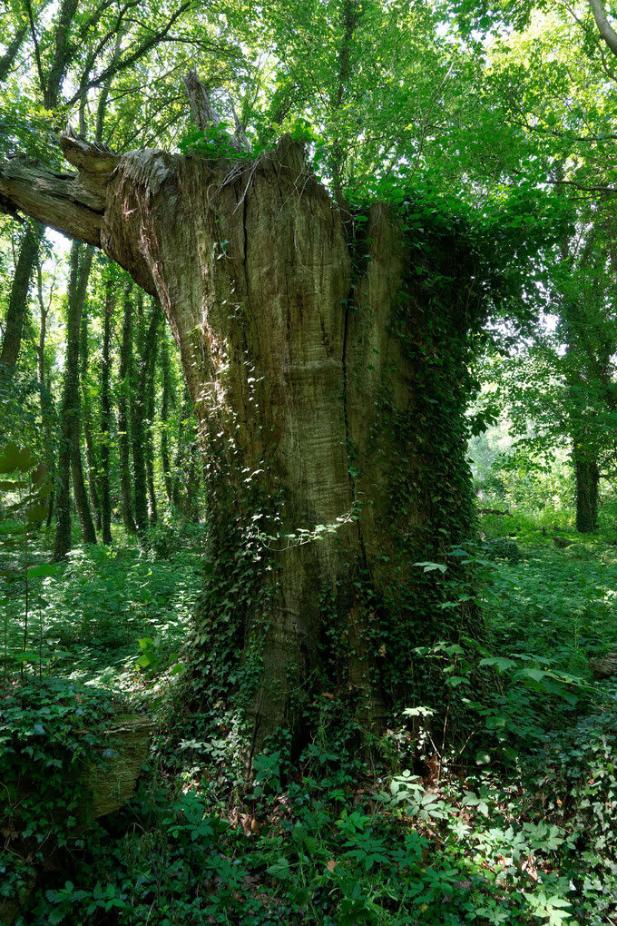 Schlossparkeiche in Vichel