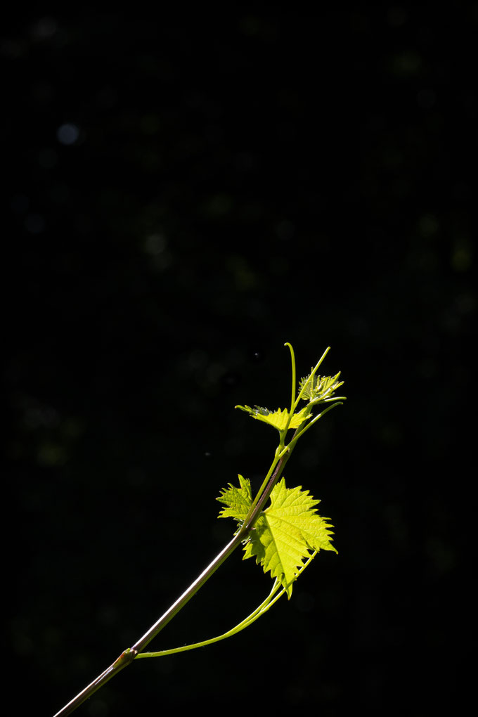 Foto 7 - Aufschwung