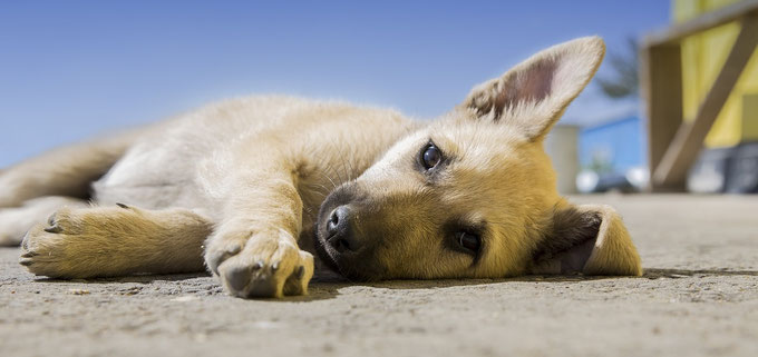 Chiot malinois