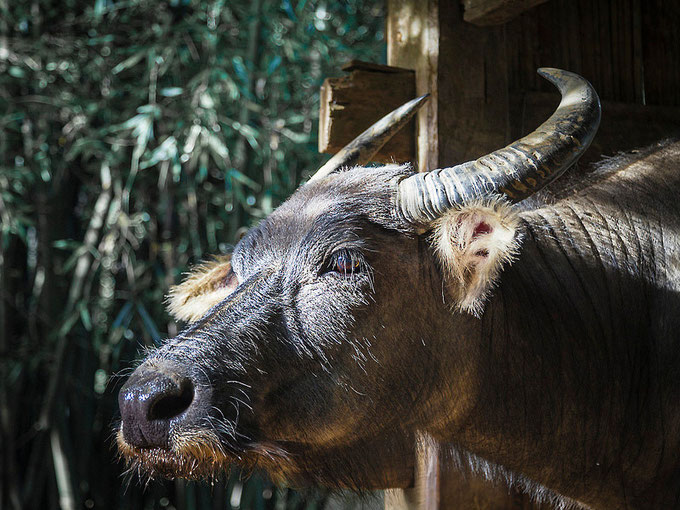 Búfalo de agua