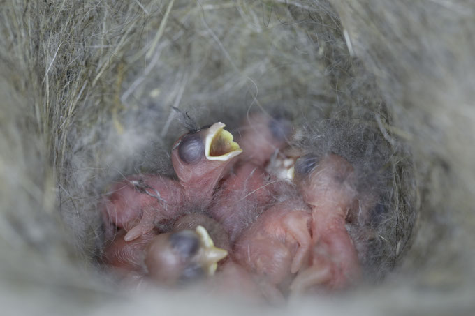 Kohlmeisen Nestlinge (Foto: Ralph Sturm/LBV Bildarchiv)