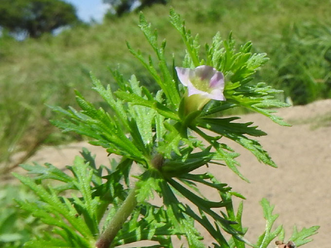 渡良瀬遊水地に生育するキクモ（花）の画像