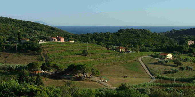 Isola d'Elba. Itinerario di vino. 