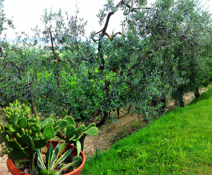 Cortona. Itinerari di vino. Foto Blog Etesiaca.