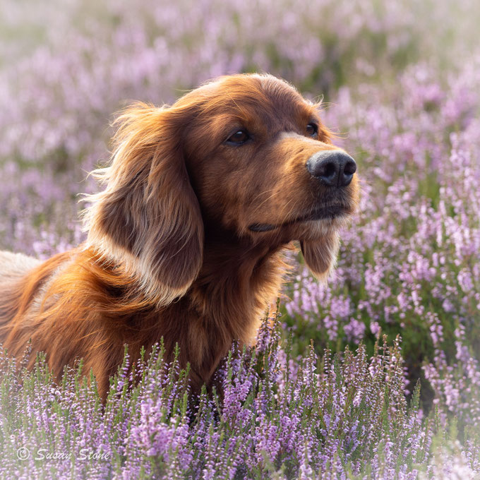 Kettu im Banne der Witterung - hier Scottish Red Grouse