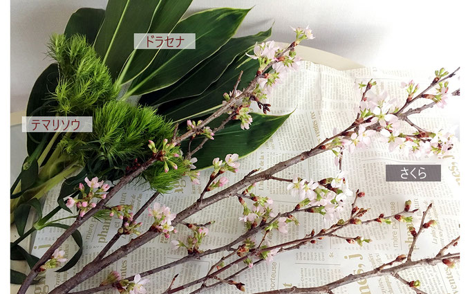 美意識を高める食器とお花の世界 第6回 おうちでお花見、桜を飾ってみよう! ③