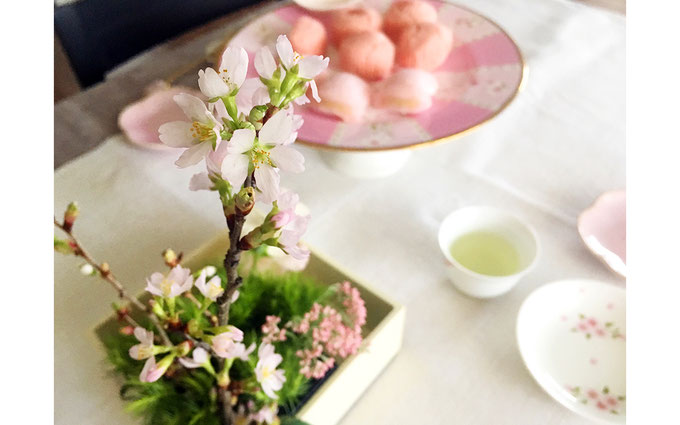 美意識を高める食器とお花の世界 第6回 おうちでお花見、桜を飾ってみよう! ㉕