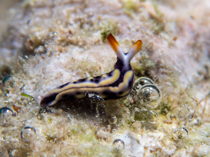 Thuridilla vatae 